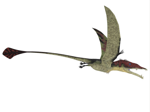 Eudimorphodon is a predatory flying reptile that lived during the Triassic period of Italy Poster Print - Item # VARPSTCFR200397P