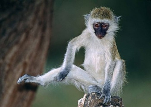 Vervet Monkey Kenya Africa Poster Print by Panoramic Images (16 x 12) - Item # PPI84123