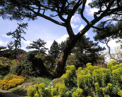 Irish National Botanic Gardens, Dublin, Co Dublin, Ireland, Rockery With Euphorbia PosterPrint - Item # VARDPI1798311