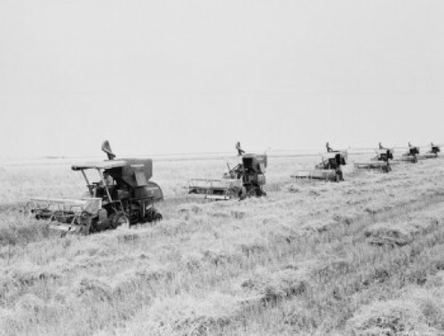 Row of combine harvesters in wheat field Poster Print - Item # VARSAL255424103
