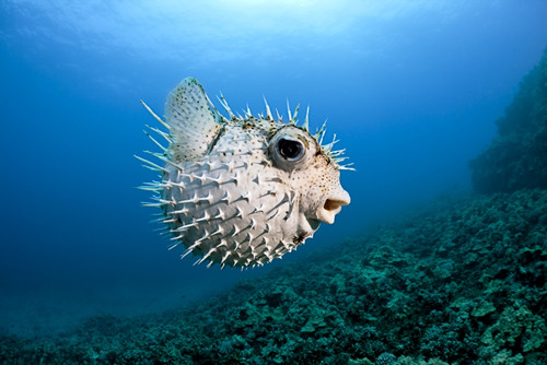 Hawaii, Maui, Spotted Porcupinefish (Diodon hystrix) swims along the ocean floor. PosterPrint - Item # VARDPI2425026