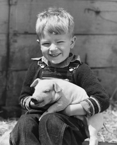 Close-up of a boy holding a piglet and smiling Poster Print - Item # VARSAL25513605B