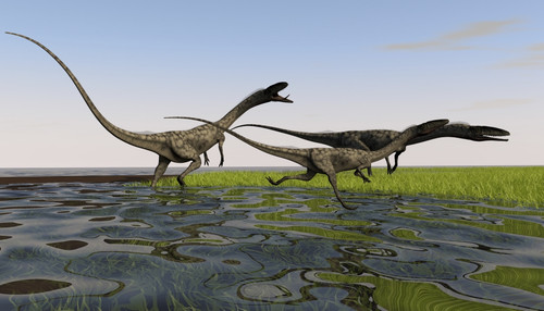 Group of Coelophysis dinosaurs running through swampy water Poster Print - Item # VARPSTKVA600595P
