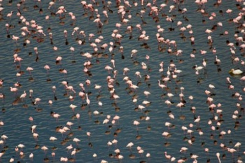 Lesser Flamingo  Lake Nakuru  Kenya Poster Print by Panoramic Images (36 x 24) - Item # PPI89860