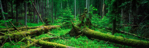 Evergreen pine trees in an old forest, Sweden Poster Print - Item # VARPPI166967