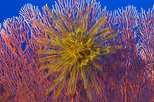 Yellow feather star on red sea fan, Kimbe bay, Papua New Guinea Poster Print - Item # VARPSTSJN400188U