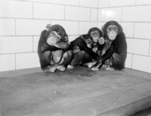 USA  New York State  New York City  Common Chimpanzees relaxing at Bronx Zoo Poster Print - Item # VARSAL255424154