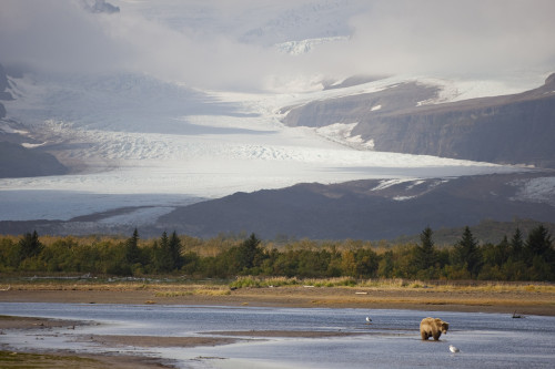 Young Grizzly Fishing At Hallo Bay, Katmai National Park, Alasaka PosterPrint - Item # VARDPI2153899