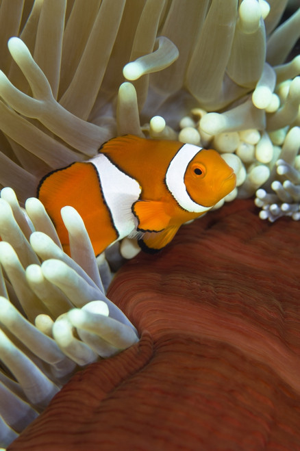 Clown anemonefish in anemone, Great Barrier Reef, Australia Poster Print - Item # VARPSTTSW400164U