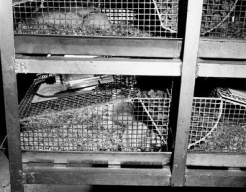 Close-up of mice in cages Poster Print