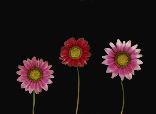 Bright Colorful Daisies PosterPrint - Item # VARDPI1792906