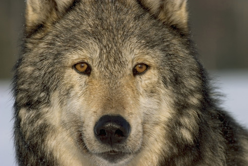 Portrait Of Grey Wolf Captive Alaska Se Winter PosterPrint - Item # VARDPI2093675