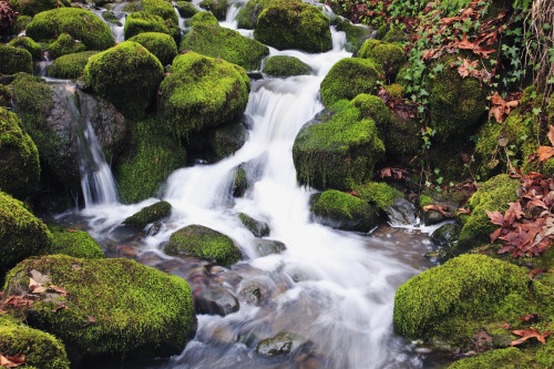 Happy Valley, Oregon, United States Of America; Green Moss On The Rocks Along A Small Waterfall PosterPrint - Item # VARDPI1871949