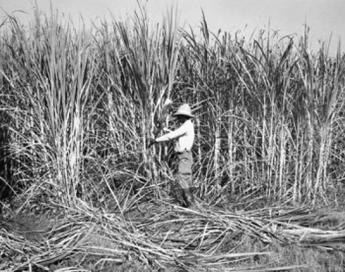 Farmer working in a sugar cane field Poster Print - Item # VARSAL25530410