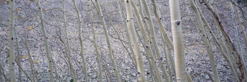 Aspen Trunks And Rockslide, Kebler Pass, Colorado PosterPrint - Item # VARDPI2016645