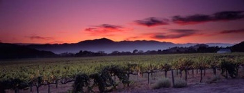 Vineyard At Sunset  Napa Valley  California Poster Print by Panoramic Images (32 x 12) - Item # PPI24803