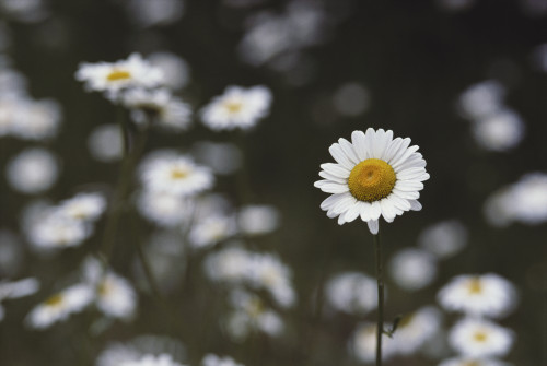 Oxeye Daisy [Chrysanthemum Leucanthemum] Naturalized Temperate. PosterPrint - Item # VARDPI1992773