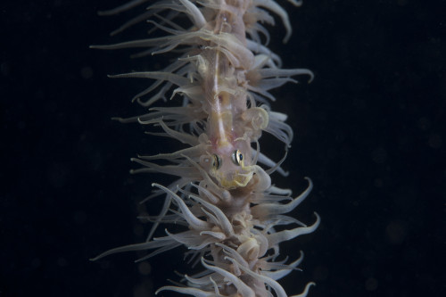 Whip coral goby, Fiji Poster Print - Item # VARPSTTMO400354U