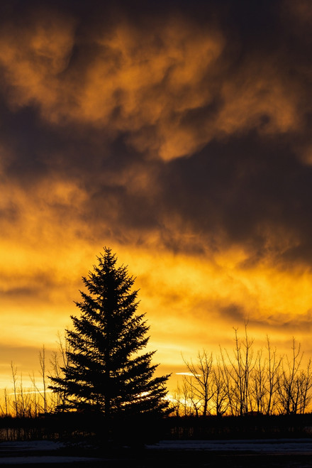 Silhouetted evergreen tree with dramatically colourful clouds at sunrise; Calgary, Alberta, Canada PosterPrint - Item # VARDPI12272860