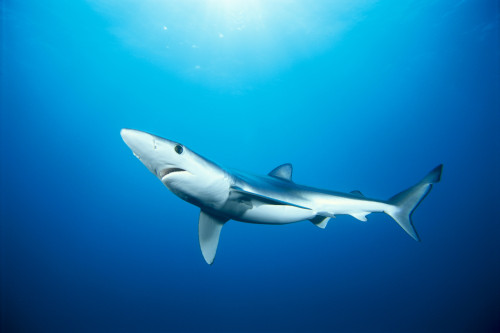 California, Blue Shark (Prionace Glauca) Clear Blue Water, Sunburst PosterPrint - Item # VARDPI2000746
