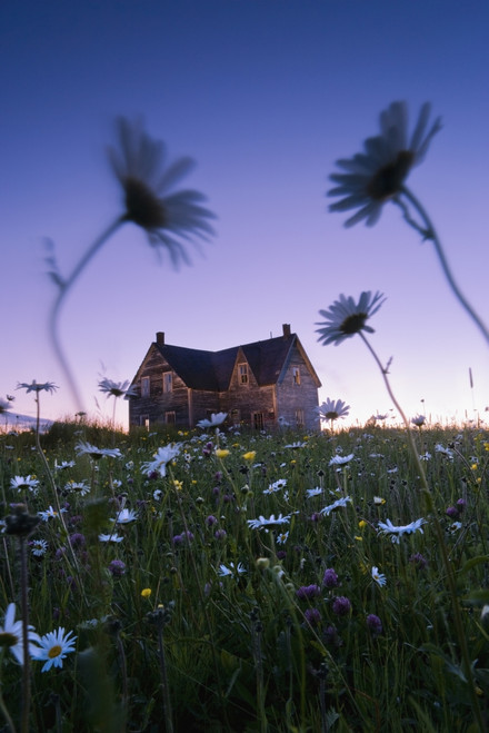 Artist's Choice: Oxeye Daisies And Abandoned House At Dusk, Perce, Gaspesie, Quebec PosterPrint - Item # VARDPI2046054