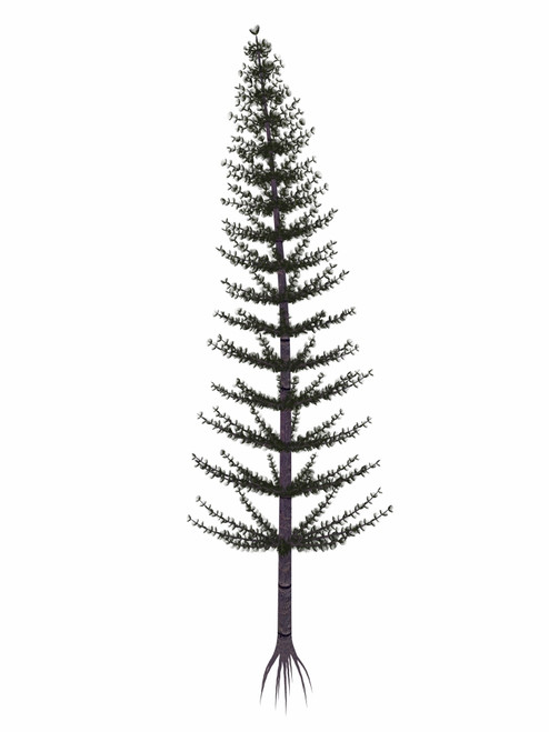 Calamites prehistoric tree from the Carboniferous and Permian periods, isolated on white background Poster Print - Item # VARPSTEDV600357P