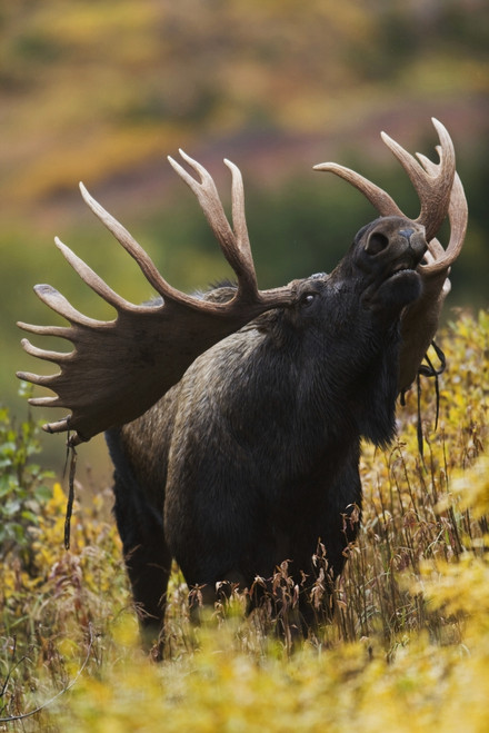 Moose Bull Showing A Flehmen Response (Lip Curl) During Rut In Autumn, Powerline Pass, Chugach State Park, Chugach Mountains, Alaska PosterPrint - Item # VARDPI2093216