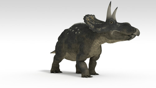 Triceratops dinosaur, white background Poster Print - Item # VARPSTKVA600701P