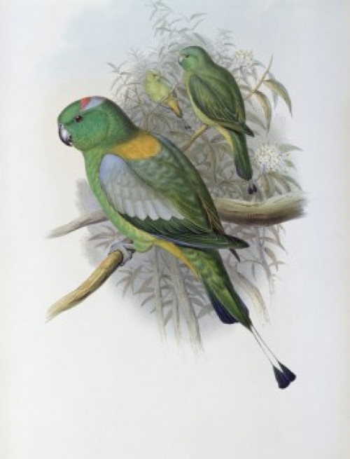Racket-tailed Parrot John Gould Poster Print - Item # VARSAL900139709