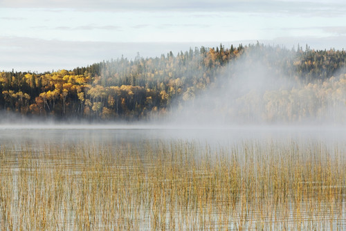 Mist Over A Lake In Autumn; Ontario, Canada PosterPrint - Item # VARDPI1900657