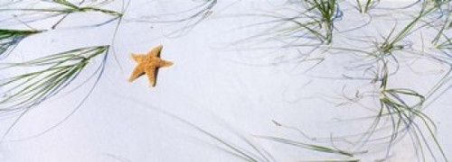 Starfish  Gulf of Mexico Poster Print by Panoramic Images (34 x 12) - Item # PPI77800