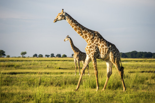 Giraffe (Giraffa camelopardalis), Chobe National Park; Kasane, Botswana PosterPrint - Item # VARDPI12281726