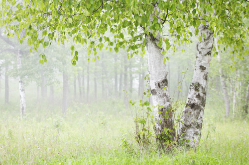 Birch trees in fog;Thunder bay ontario canada PosterPrint - Item # VARDPI2184098