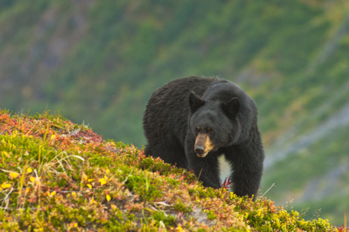 A Black Bear Foraging For Berries On A Hillside Near The Harding Icefield Trail Near Exit Glacier, Kenai Fjords National Park, Seward, Southcentral Alaska, Autumn PosterPrint - Item # VARDPI2102967