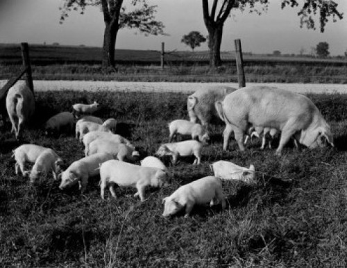 Pigs on farm Poster Print - Item # VARSAL255419499