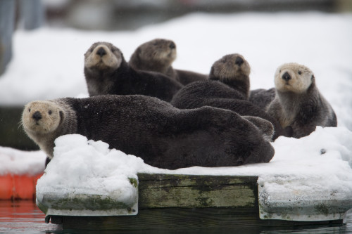 Group Of Sea Otters Hauled Out On A Boat Dock In Valdez Harbor, Prince William Sound, Alaska, Southcentral PosterPrint - Item # VARDPI2139035