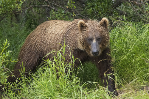 Watching For A Potential Salmon Dinner A Brown Bear Fishes Along The Banks Of A Small Stream In Katmai National Park, Alaska. PosterPrint - Item # VARDPI2332209