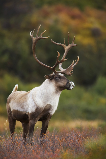 Bull Caribou On Autumn Tundra In Denali National Park, Interior Alaska PosterPrint - Item # VARDPI2093231