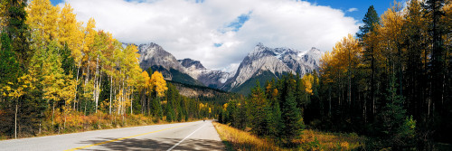 Road passing through a forest, Yoho National Park, Alberta, British Columbia, Canada Poster Print - Item # VARPPI117749