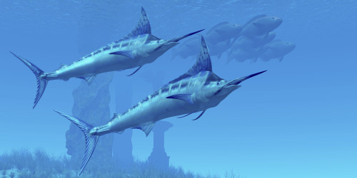 Two sleek Blue Marlins swim close to a school of fish near some ocean ruins Poster Print - Item # VARPSTCFR300030U