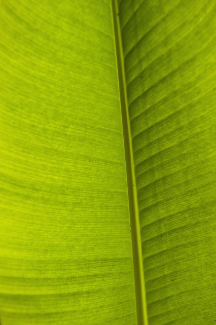 Barbados, Detail of Banana leaf; Andromeda Gardens PosterPrint - Item # VARDPI2193535