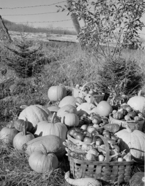 USA  harvested pumpkins and apples on grass Poster Print - Item # VARSAL255424063