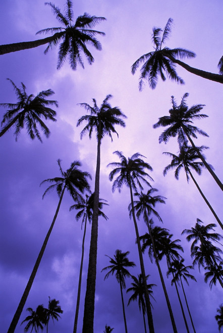 Hawaii, Kauai, Coconut Palm Trees Silhouetted At Dawn Against Purple Sky. PosterPrint - Item # VARDPI1991901