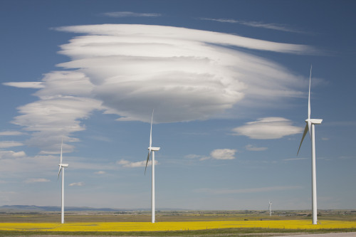 Dramatic Clouds With Blue Sky And Wind Mills In A Flowering Canola Field; Alberta, Canada PosterPrint - Item # VARDPI2000553