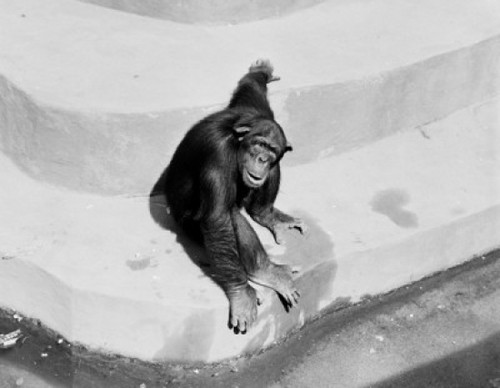 Monkey in Zoo Poster Print - Item # VARSAL255421737