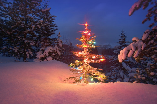 Christmas Tree At Night PosterPrint - Item # VARDPI1773883