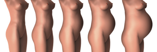 Growth of female midsection during pregnancy stages Poster Print - Item # VARPSTSTK701221H