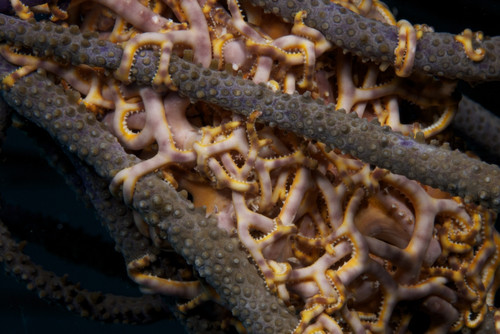 Basket stars feeding at night, Bonaire, Caribbean Netherlands Poster Print - Item # VARPSTTMO400012U