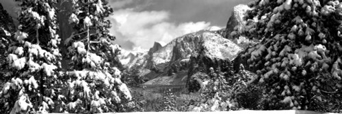 Snowy trees in winter, Yosemite Valley, Yosemite National Park, California, USA Poster Print - Item # VARPPI172558