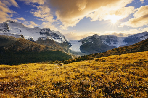 Dwarf Birch, Athabasca Glacier And Snow Dome From Wilcox Pass In Fall, Columbia Icefields, Jasper National Park, Alberta PosterPrint - Item # VARDPI2046335